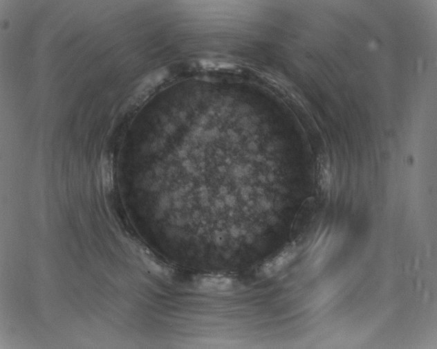X0000068760471200604281217