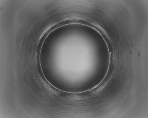 X0000068760783200604281211