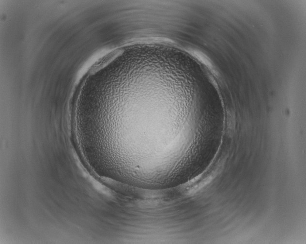 X0000068761046200604281207
