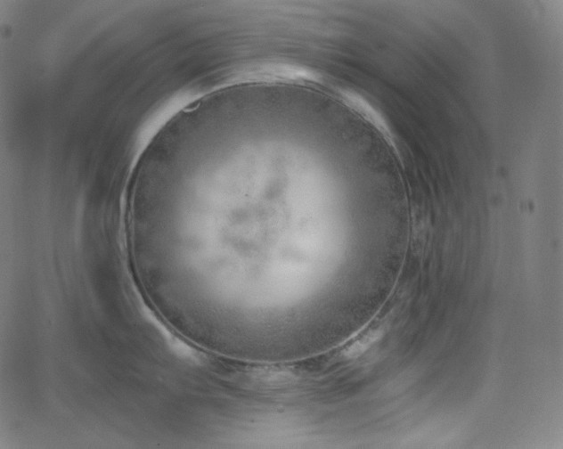 X0000068761103200604281206