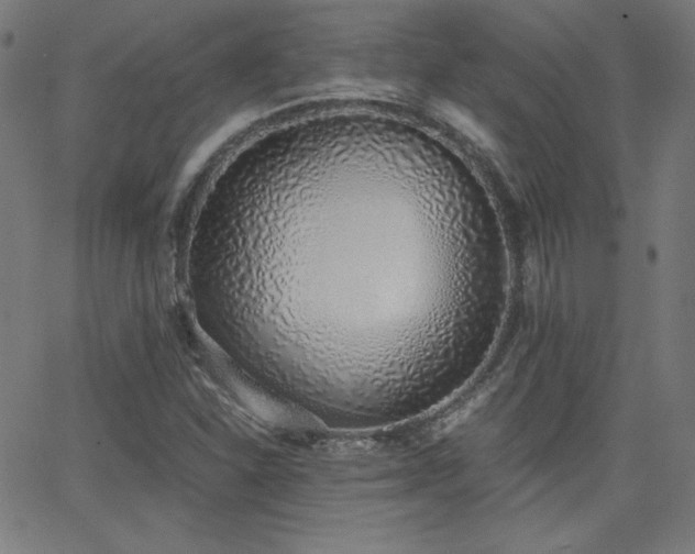 X0000068761310200604281202