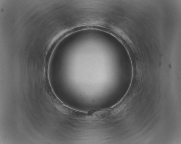 X0000068761316200604281202