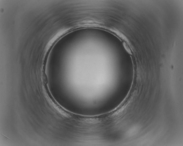 X0000068761333200604281203