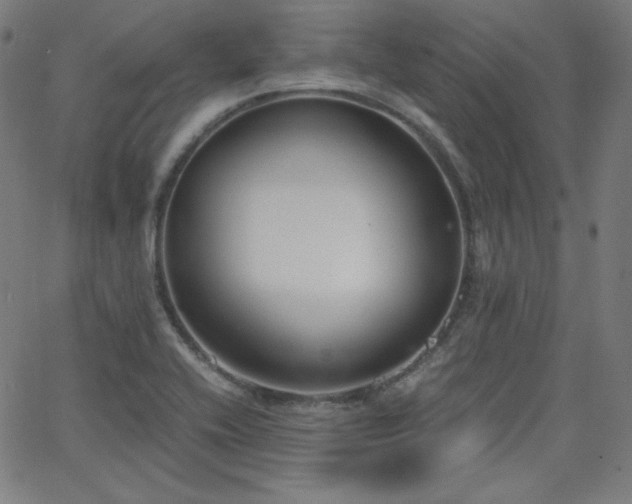 X0000068761416200604281201