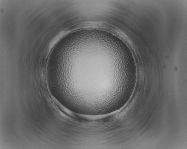 X0000068761481200604281200