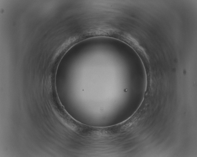 X0000068760250200605011009