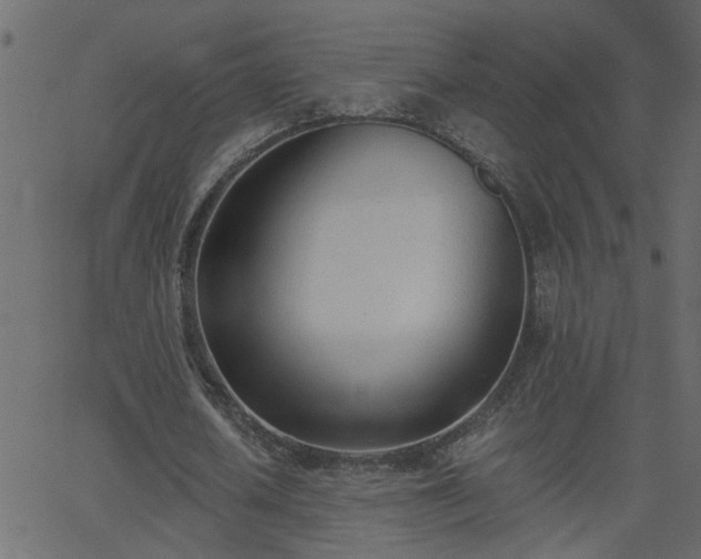 X0000068760626200605011002