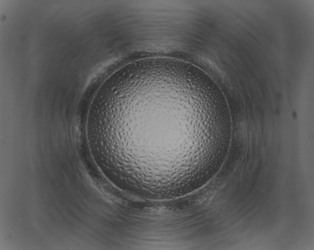 X0000068760688200605011002