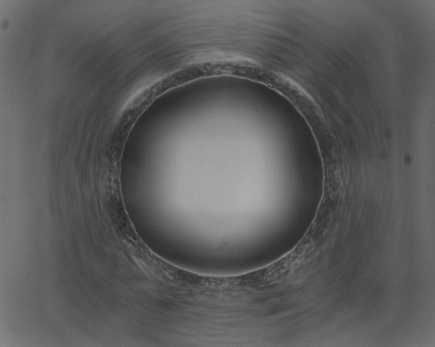 X0000068760775200605011001