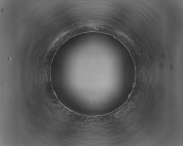 X0000068760776200605011001