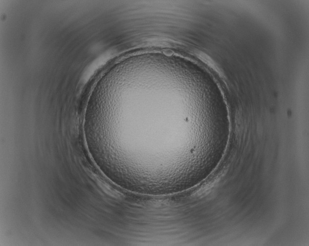 X0000068761067200605010956