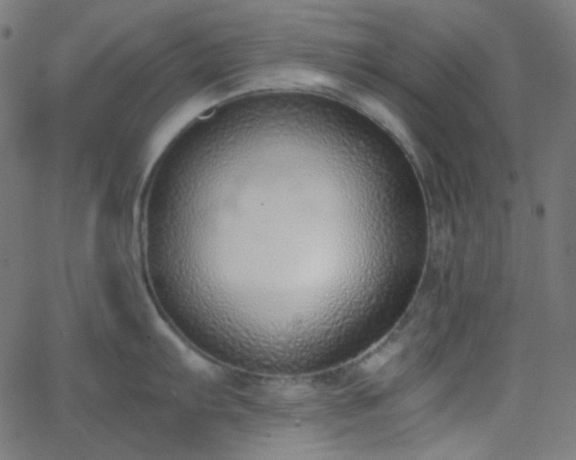 X0000068761103200605010955
