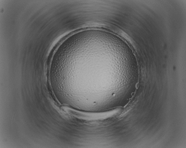 X0000068761124200605010955