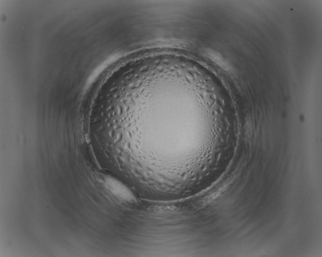 X0000068761310200605010951
