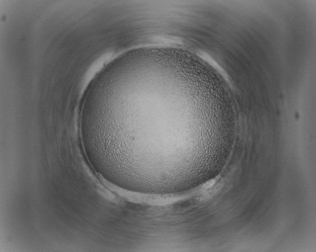 X0000068761477200605010949