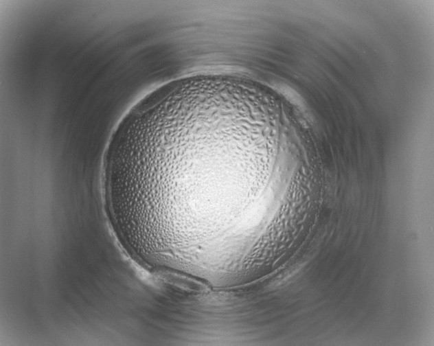 X0000068761046200605121631