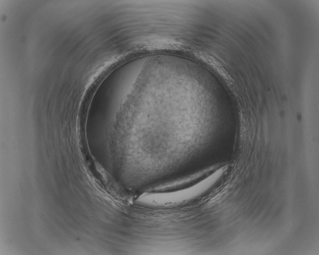 X0000068760391200605191629