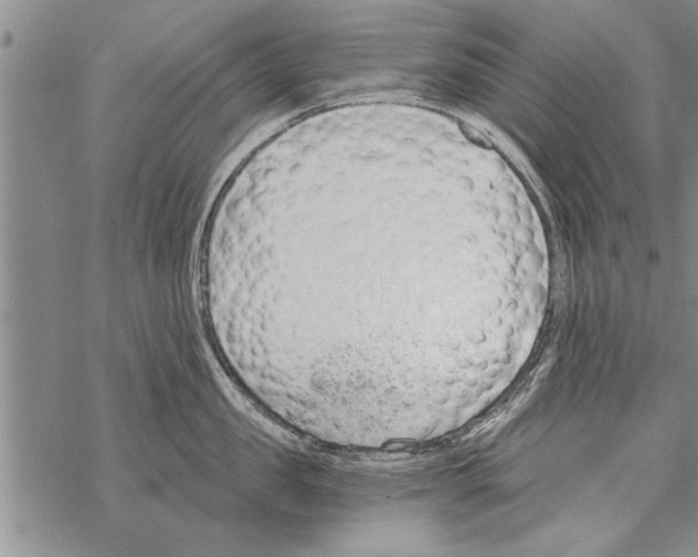 X0000068760957200605262138