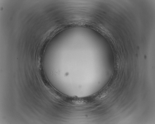 X0000068770693200604281018