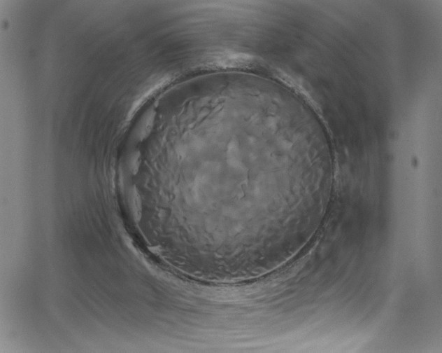 X0000068770010200604281250