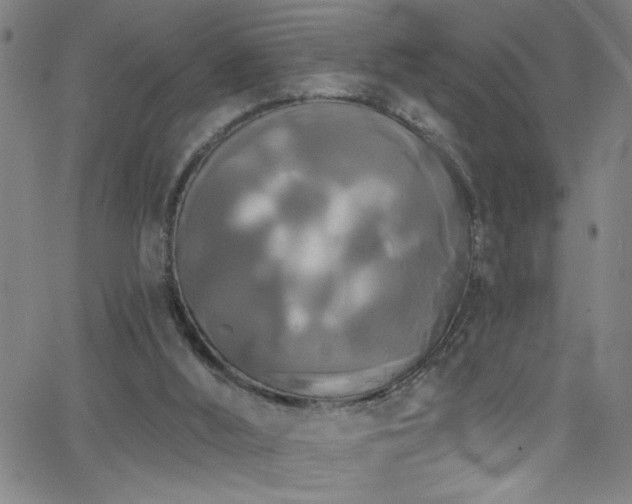 X0000068770012200604281250