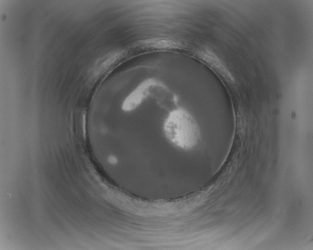 X0000068770014200604281250