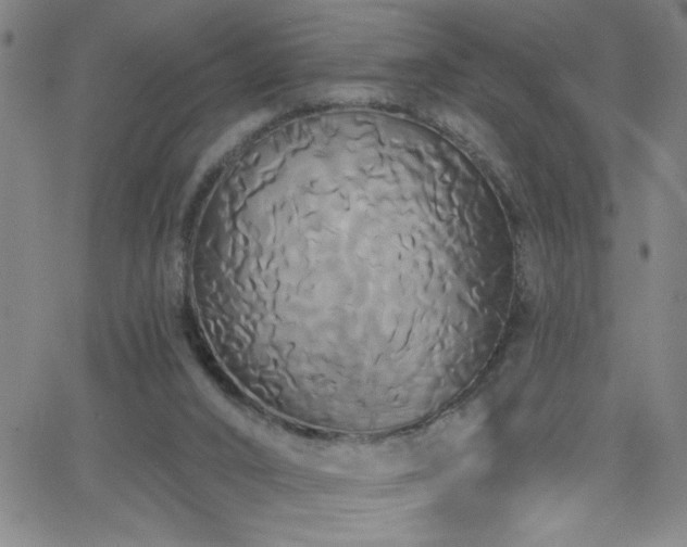 X0000068770016200604281250