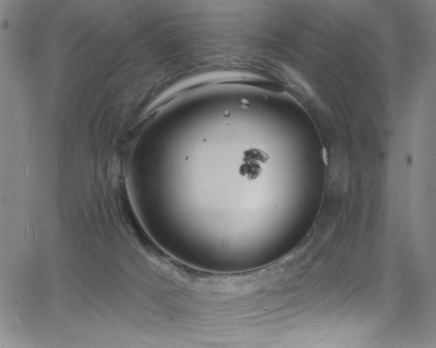 X0000068770025200604281250