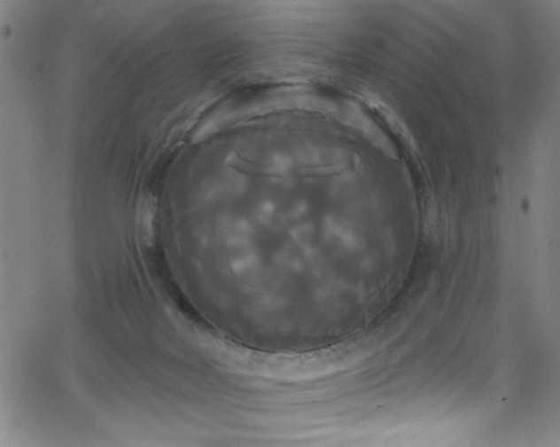 X0000068770026200604281250