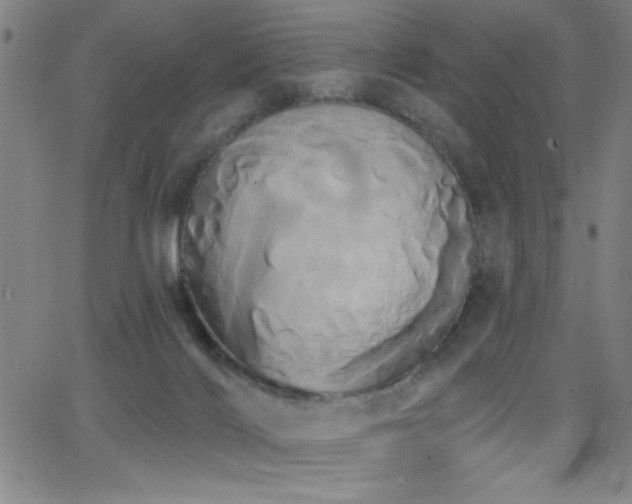 X0000068770028200604281250