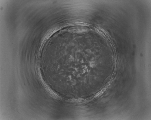 X0000068770049200604281248