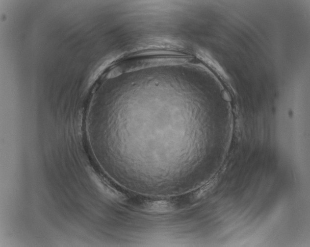 X0000068770058200604281249