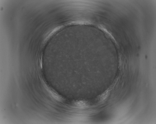 X0000068770062200604281249