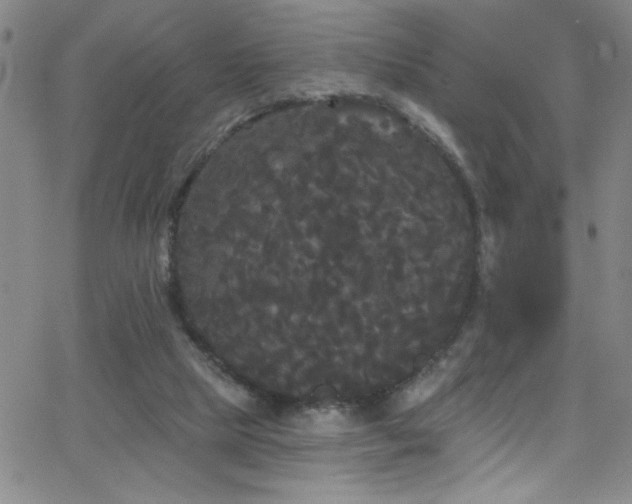 X0000068770065200604281249