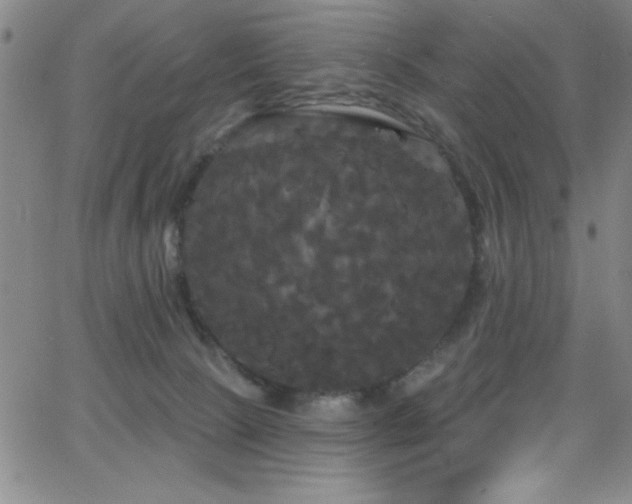 X0000068770081200604281249