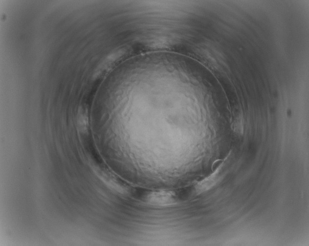 X0000068770179200604281247