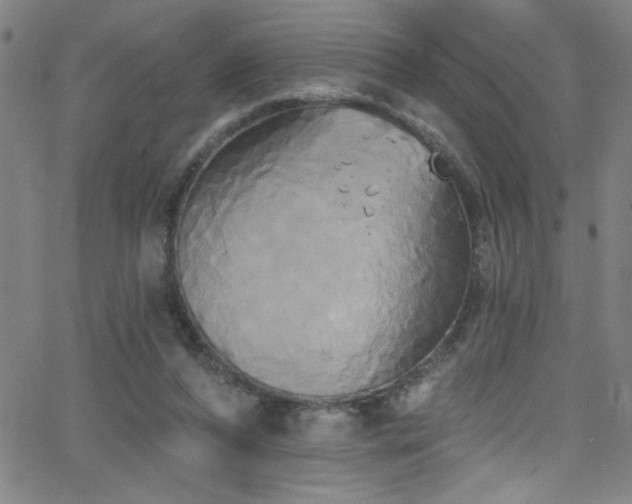 X0000068770208200604281247