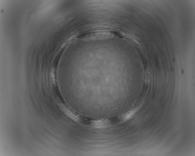 X0000068770238200604281246