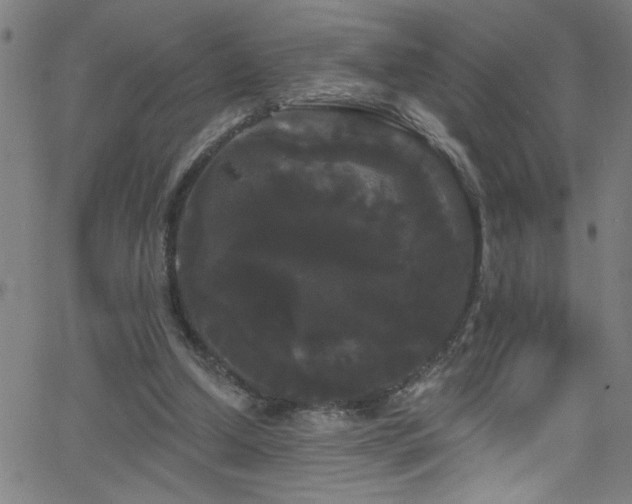 X0000068770250200604281245