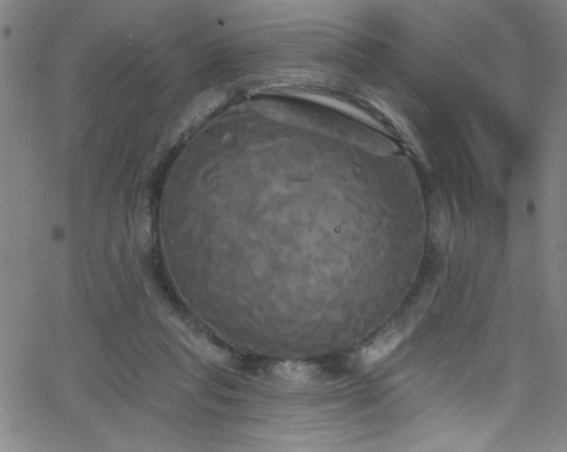 X0000068770261200604281246