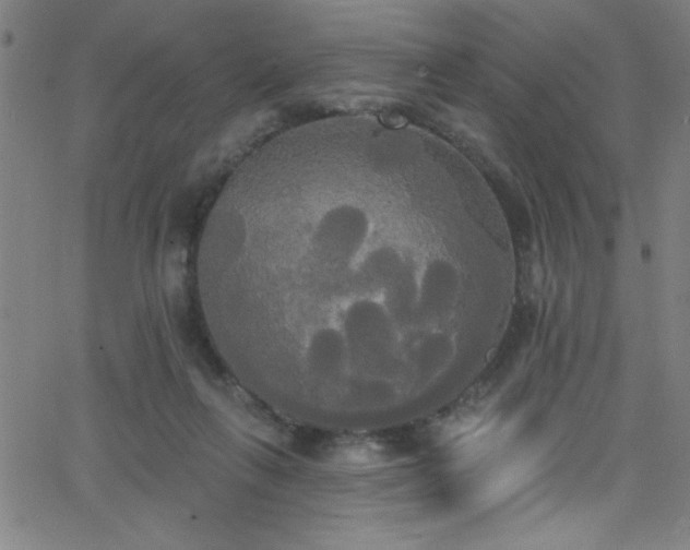 X0000068770263200604281246