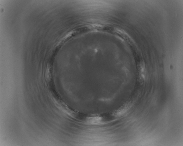 X0000068770266200604281246