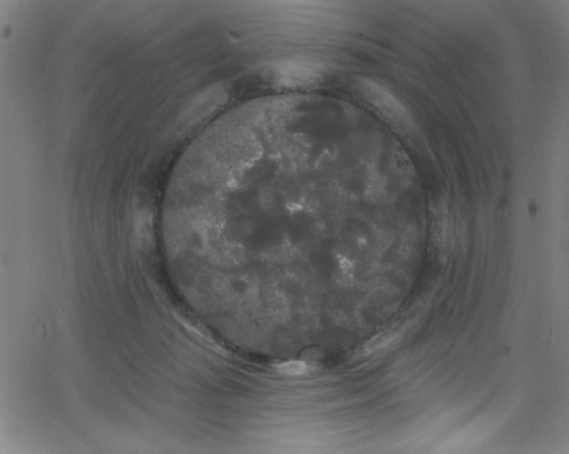 X0000068770269200604281246