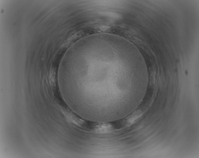 X0000068770274200604281246