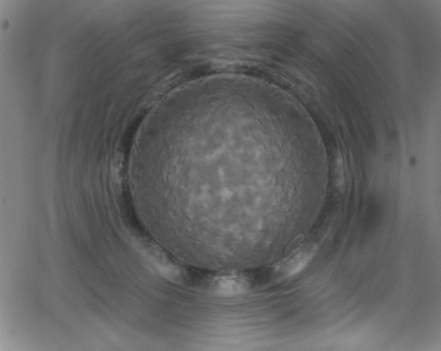 X0000068770275200604281246