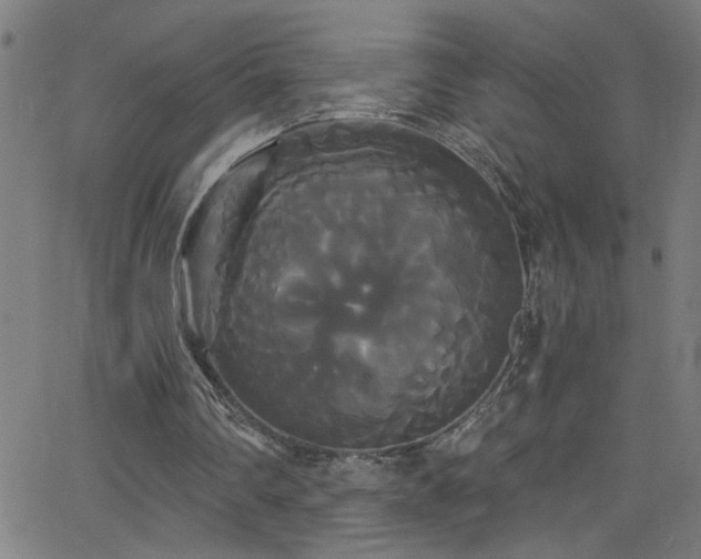 X0000068770290200604281245