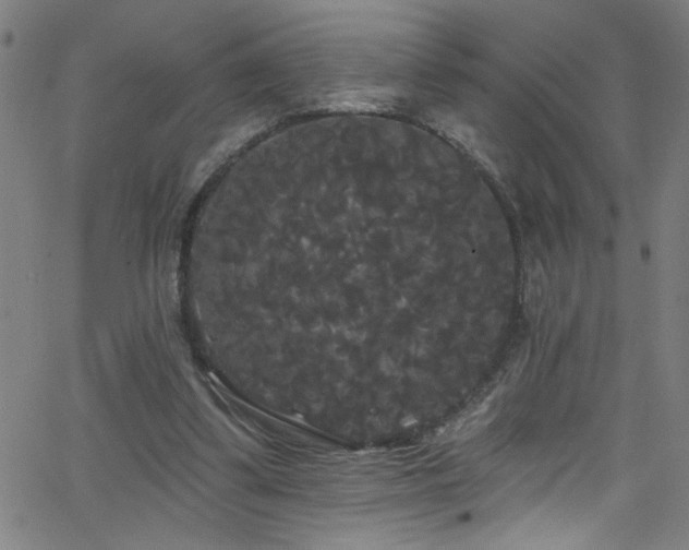 X0000068770299200604281245