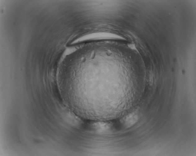 X0000068770326200604281245