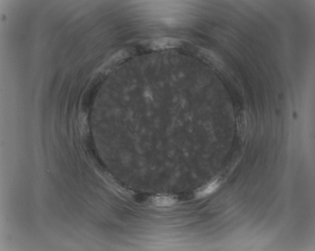 X0000068770327200604281245