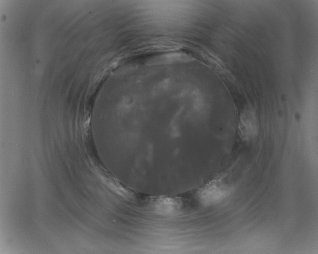 X0000068770330200604281245